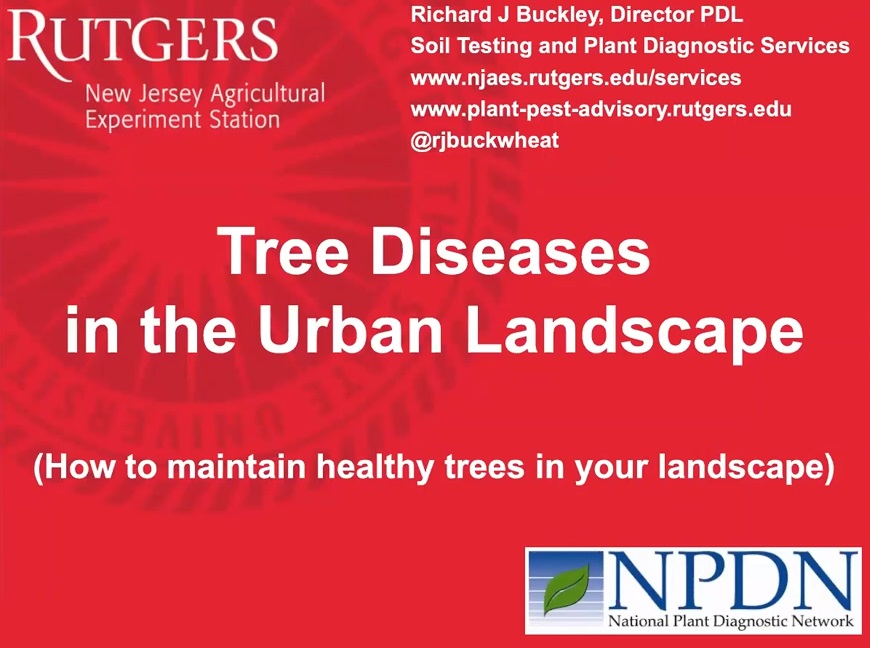 Tree Diseases