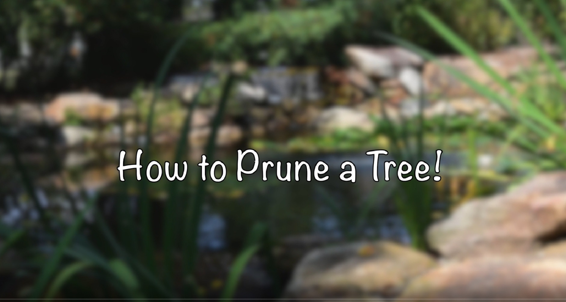 prune a tree