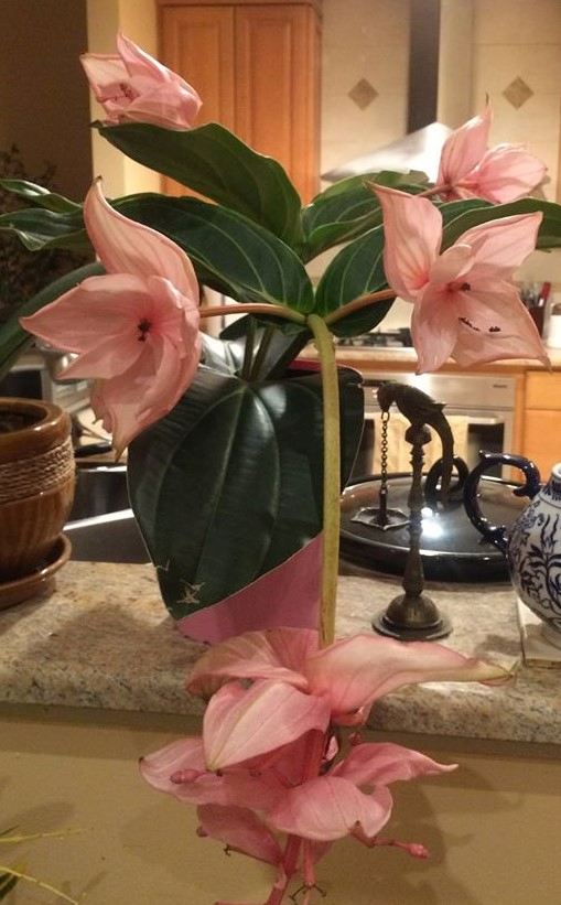 Ajanta Vinekar Flower in house Post