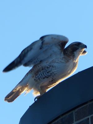 Hawk Besty Brian 2