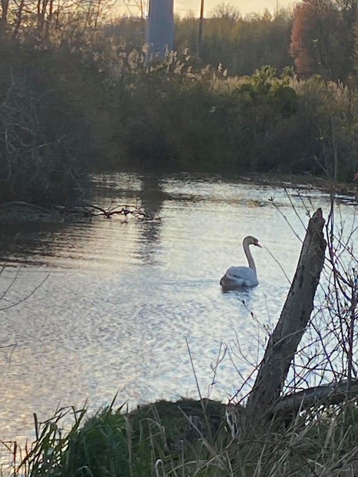 Lonesome Traveler in Mercer County Park Bhavana Kas
